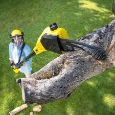 Best Lawn Renovation and Restoration  in New Haven, WV